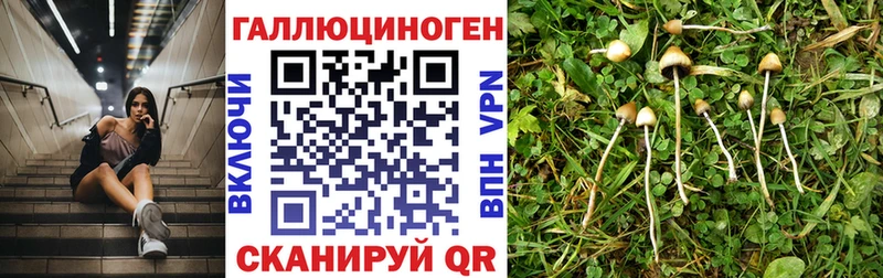 Псилоцибиновые грибы MAGIC MUSHROOMS Юрга